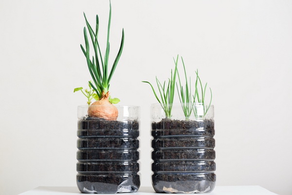 1. ปลูกผักในขวดพลาสติก 9 วิธีปลูกผักสวนครัวง่าย ๆ ปลูกกินเองที่บ้านก็ดี ปลูกขายก็ได้