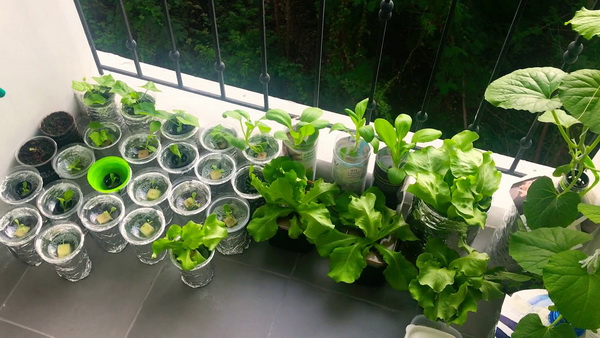 2. ปลูกผักบนระเบียง 9 วิธีปลูกผักสวนครัวง่าย ๆ ปลูกกินเองที่บ้านก็ดี ปลูกขายก็ได้