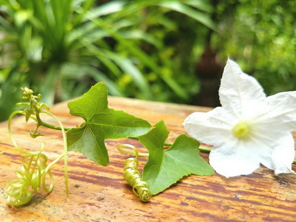 7. ปลูกผักไม้เลื้อย 9 วิธีปลูกผักสวนครัวง่าย ๆ ปลูกกินเองที่บ้านก็ดี ปลูกขายก็ได้