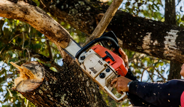 ตัดไม้ ตัดไม้