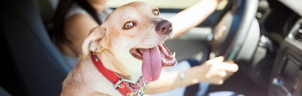 พื้นที่สำหรับน้องหมา พื้นที่สำหรับน้องหมา